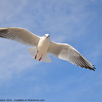 Buy canvas prints of Single seagull in the blue sky by Paulina Sator