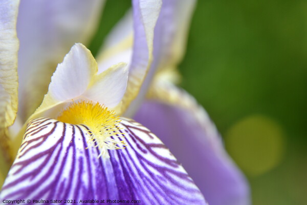 Purple Iris flower close up Picture Board by Paulina Sator