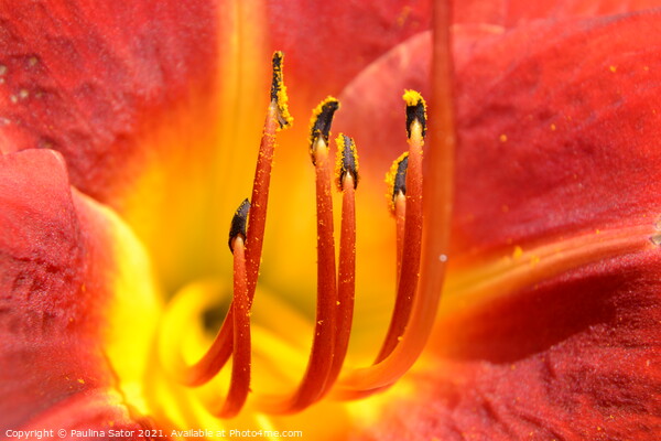 Yellow and red daylily flower - close up Picture Board by Paulina Sator