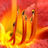 Buy canvas prints of Yellow and red daylily flower - close up by Paulina Sator