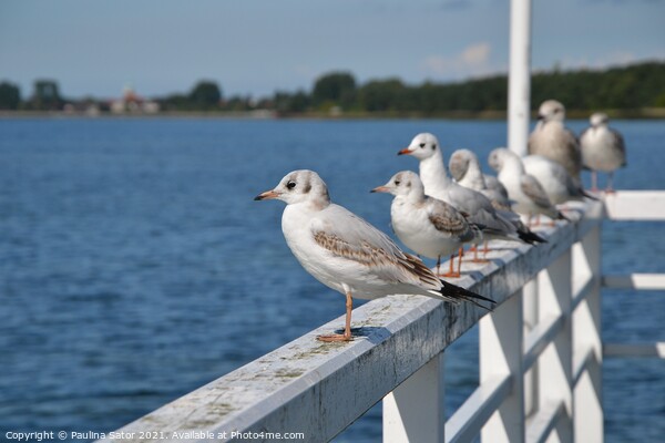 Seagulls standing on the railing of the pier Picture Board by Paulina Sator
