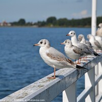 Buy canvas prints of Seagulls standing on the railing of the pier by Paulina Sator