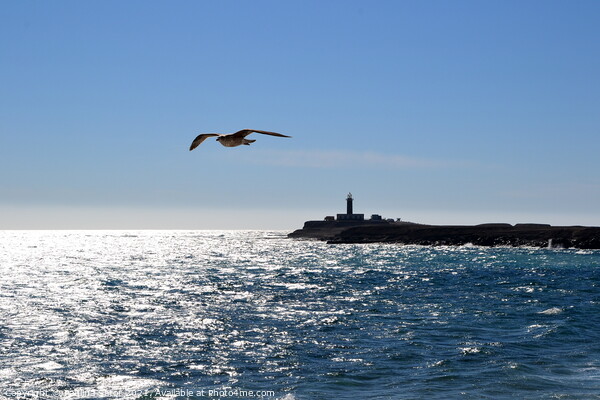 Seagull over the ocean. Punta Jandia Picture Board by Paulina Sator