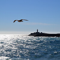 Buy canvas prints of Seagull over the ocean. Punta Jandia by Paulina Sator