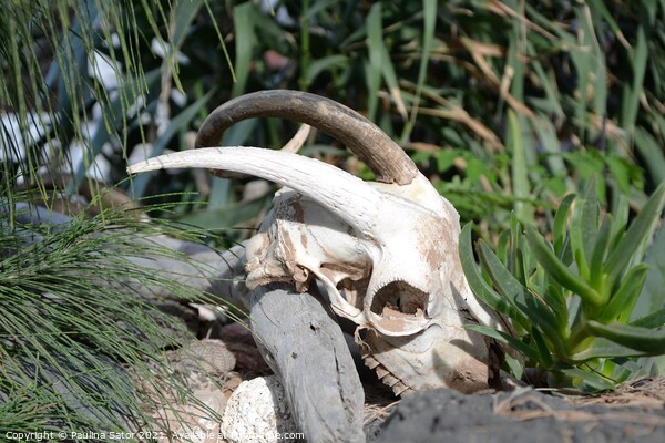 Goat skull with horns Picture Board by Paulina Sator