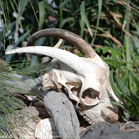 Buy canvas prints of Goat skull with horns by Paulina Sator