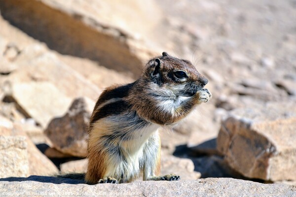 Wild barbary ground squirrel Picture Board by Paulina Sator