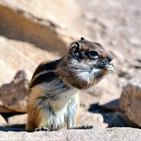 Buy canvas prints of Wild barbary ground squirrel by Paulina Sator