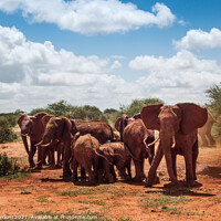 Buy canvas prints of Herd of elephants in africa by Paolo Cordoni