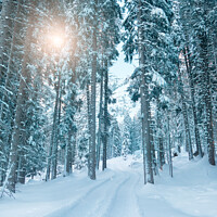 Buy canvas prints of Snowy forest and sun by Paolo Cordoni