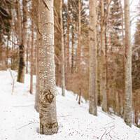 Buy canvas prints of Snow in the woods by Paolo Cordoni