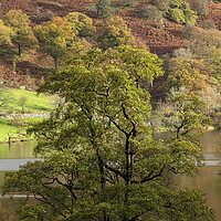 Buy canvas prints of Rydal water in autmn lake district by Sonny Ryse