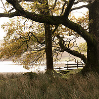 Buy canvas prints of Rydal Water in autumn in the lake district by Sonny Ryse