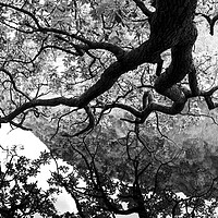 Buy canvas prints of Oak Tree reflecting in a lake Black and white by Sonny Ryse