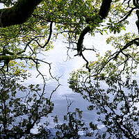 Buy canvas prints of Oak Tree reflecting in a lake by Sonny Ryse