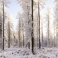 Buy canvas prints of Alpine forest covered in snow in england by Sonny Ryse