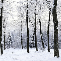 Buy canvas prints of English woodland covered in snow by Sonny Ryse