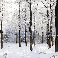 Buy canvas prints of English woodland covered in snow North Yorkshire by Sonny Ryse