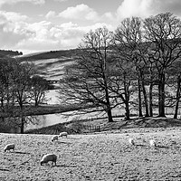 Buy canvas prints of Esthwaite Water black and white Lake District by Sonny Ryse