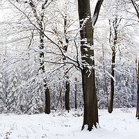 Buy canvas prints of Fewston Forest in winter North Yorkshire by Sonny Ryse