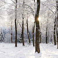 Buy canvas prints of Fewston Woodland covered in Snow England by Sonny Ryse