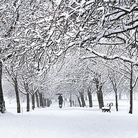 Buy canvas prints of Harrogate cherry blossom walk on the stray covered in Snow England by Sonny Ryse