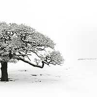 Buy canvas prints of Lone tree covered in snow by Sonny Ryse