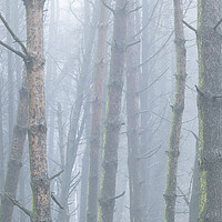 Buy canvas prints of Misty woodland by Sonny Ryse