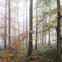 Buy canvas prints of Swinsty woodland in autumn yorkshire dales 2 by Sonny Ryse