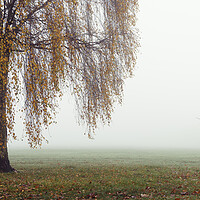 Buy canvas prints of Willow tree on a misty autumn day by Sonny Ryse