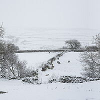 Buy canvas prints of Yorkshire Dales in winter by Sonny Ryse