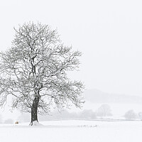 Buy canvas prints of Yorkshire Dales Tree covered in snow by Sonny Ryse