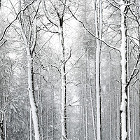 Buy canvas prints of Yorkshire woodland covered in snow by Sonny Ryse