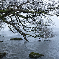 Buy canvas prints of Derwentwater Shore Lake District 2 by Sonny Ryse