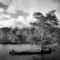 Buy canvas prints of Tarn Hows Tree Black and white Lake District by Sonny Ryse