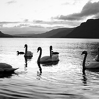 Buy canvas prints of Ullswater Swans Black and White Lake District by Sonny Ryse