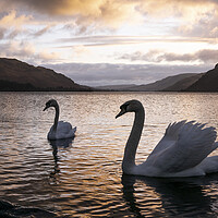 Buy canvas prints of Ullswater Swans Sunrise Lake District by Sonny Ryse