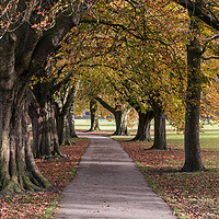 Buy canvas prints of Harrogate stray in Autumn by Sonny Ryse