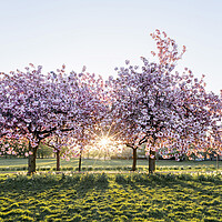 Buy canvas prints of Cherry blossom walk in spring harrogate by Sonny Ryse