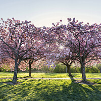 Buy canvas prints of Cherry Blossom Walk in spring in harrogate by Sonny Ryse