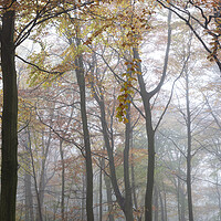 Buy canvas prints of Misty Autumn woodland in Yorkshire by Sonny Ryse