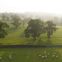 Buy canvas prints of Nidderdale farm sheep by Sonny Ryse