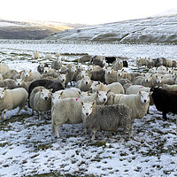 Buy canvas prints of Winter sheep in the Yorkshire dales by Sonny Ryse