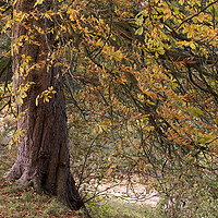 Buy canvas prints of Yorkshire Autumn tree by Sonny Ryse