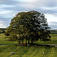 Buy canvas prints of Yorkshire dales farm by Sonny Ryse