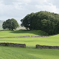 Buy canvas prints of Yorkshire Dales Wensleydale Fields by Sonny Ryse