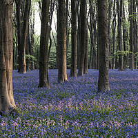 Buy canvas prints of Sea of Bluebells in Micheldever forest by Sonny Ryse