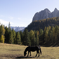 Buy canvas prints of Horses and the Alpine forest in the Italian Alps by Sonny Ryse