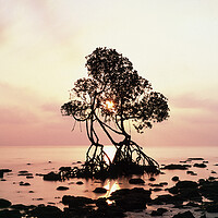 Buy canvas prints of Havelock Island Mangrove Sunrise Andamans by Sonny Ryse