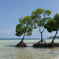 Buy canvas prints of Havelock Island Mangroves Andamans 2 by Sonny Ryse